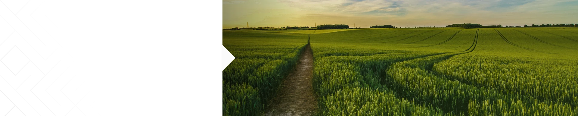 Confira as&nbsp;Vegeta&ccedil;&otilde;es